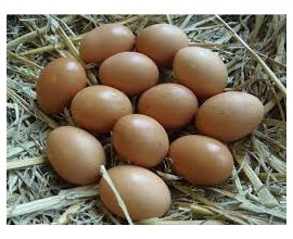 Oeuf Bio x6