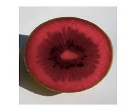 Kiwi Rouge