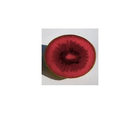 Kiwi Rouge