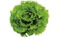 SALADE BATAVIA