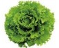 SALADE BATAVIA