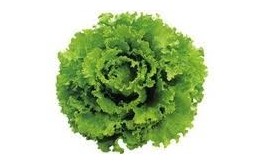SALADE BATAVIA