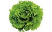 SALADE BATAVIA