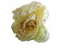 Salade Castelfranco