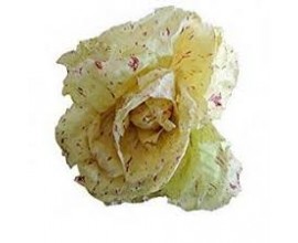Salade Castelfranco