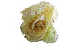 Salade Castelfranco