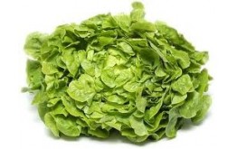 SALADE FEUILLE DE CHENE BLONDE