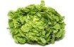 SALADE FEUILLE DE CHENE BLONDE