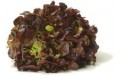 SALADE FEUILLE DE CHENE BRUNE