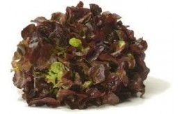 Salade Feuille de chêne Brune