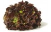 SALADE FEUILLE DE CHENE BRUNE