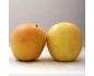Pomme Golden rosée du Pilat