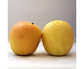 Pomme Golden rosée du Pilat