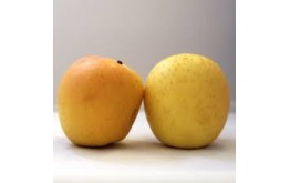 Pomme Golden rosée du Pilat