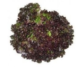 salade Batavia Brune Grenobloise