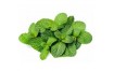 Herbe aromatique Menthe