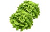 Lot de 2 Salades