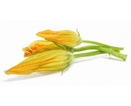 Fleur de courgette