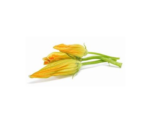 Fleur de courgette