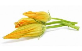 Fleur de courgette