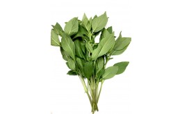 Herbe Aromatique Basilic Thai