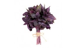 Herbe aromatique Basilic Pourpre