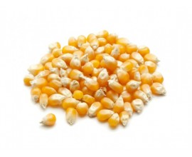 Maïs à Pop Corn